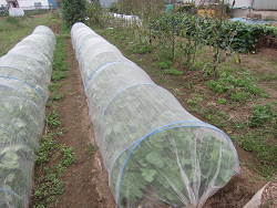 daikon