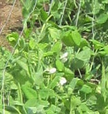enndou