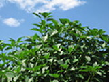 moroheiya