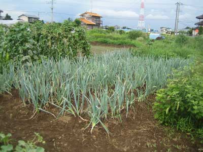 negi
