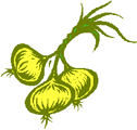 tamanegi