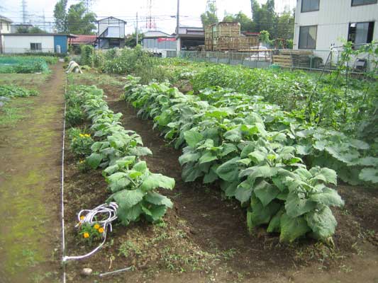 ヤーコン