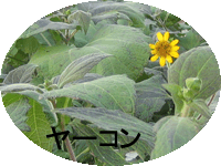 ya-kon