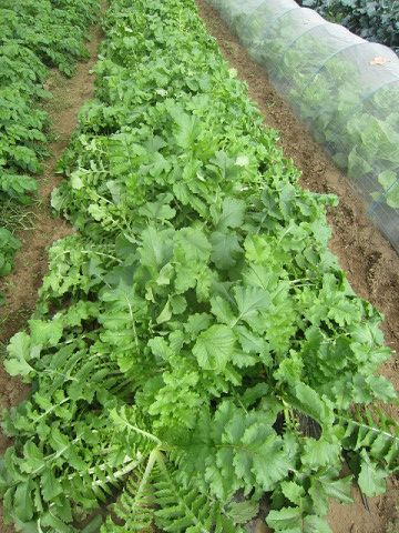 daikon