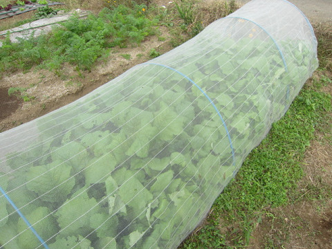 kabu