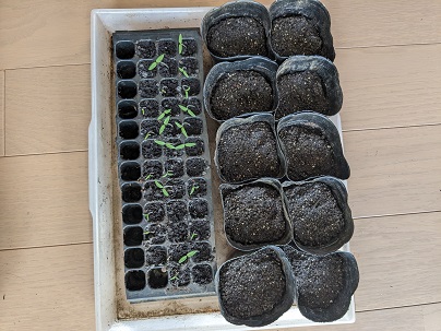 ｔｏｍａｔｏ